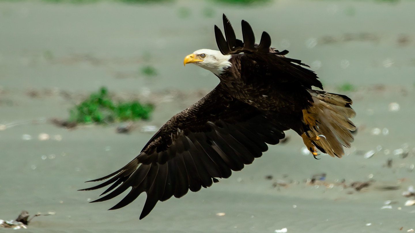 Washington Coast Eagle 03